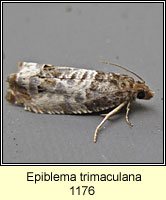 Epiblema trimaculana