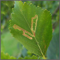 Stigmella confusella