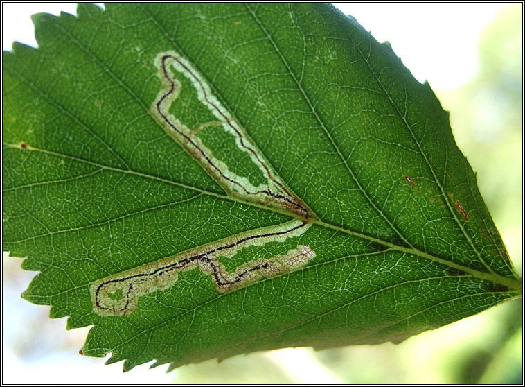 Stigmella confusella