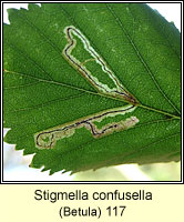 Stigmella confusella