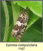 Epinotia costipunctana