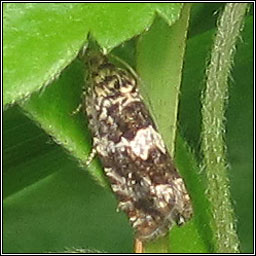 Epinotia costipunctana