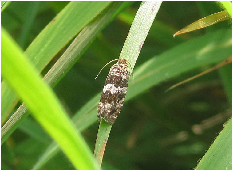 Epinotia costipunctana