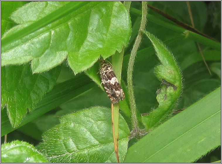 Epinotia costipunctana