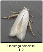 Opostega salaciella