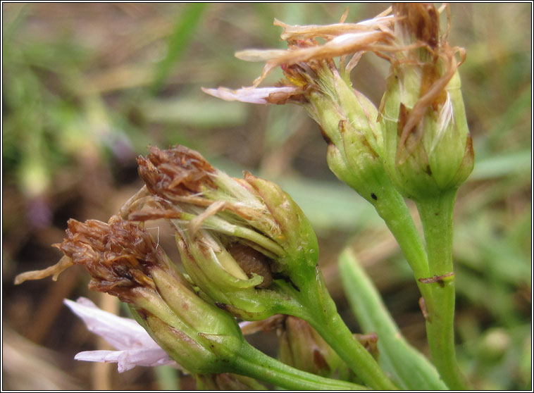 Eucosma tripoliana