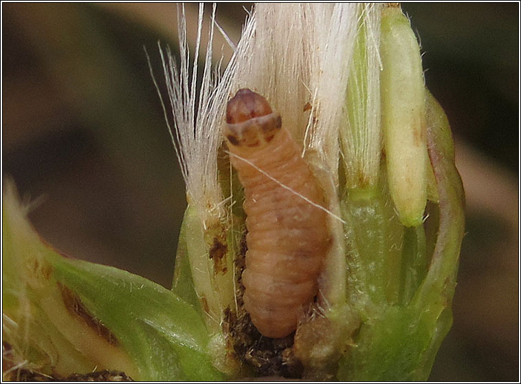 Eucosma tripoliana