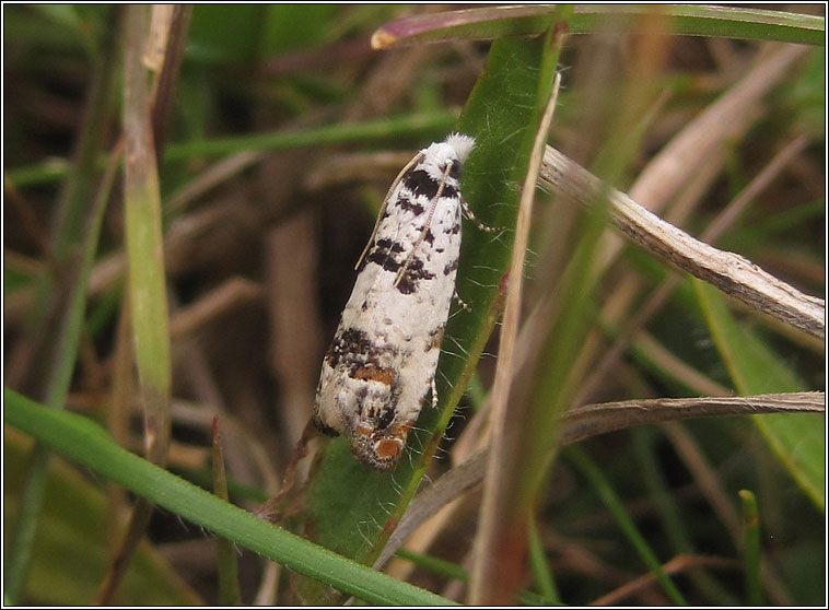 Eucosma campoliliana