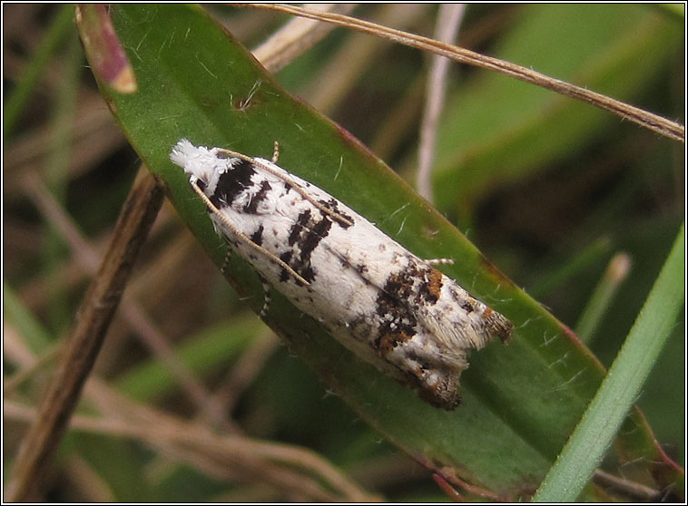 Eucosma campoliliana