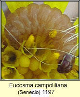 Eucosma campoliliana