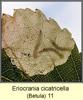 Eriocrania cicatricella (leaf mine)