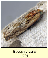 Eucosma cana