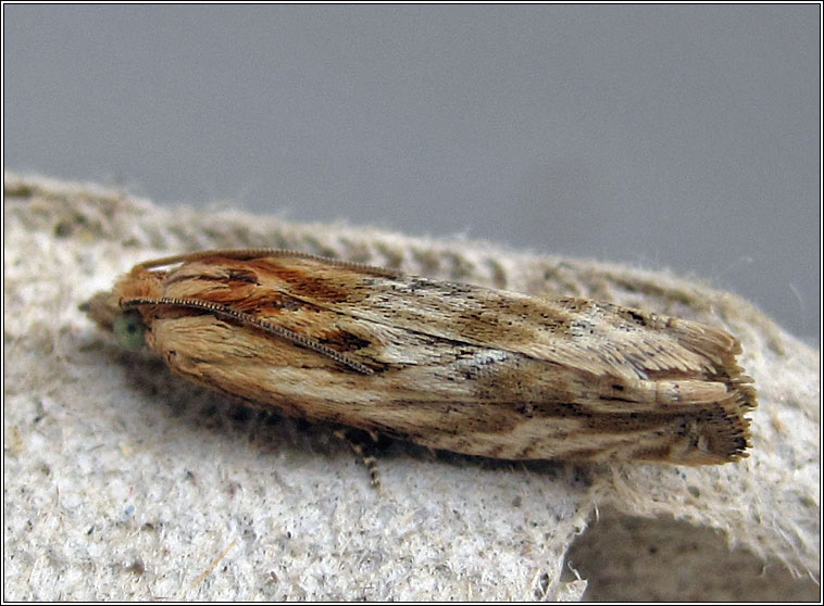 Eucosma cana