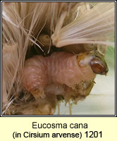 Eucosma cana