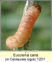 Eucosma cana