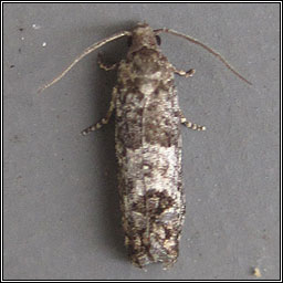 Spilonota laricana