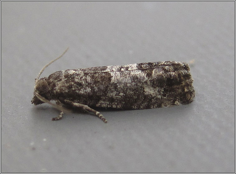 Spilonota laricana