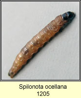 Spilonota ocellana