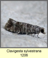 Clavigesta sylvestrana