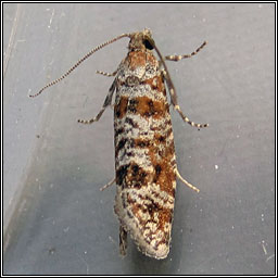 Spotted Shoot Moth, Rhyacionia pinivorana