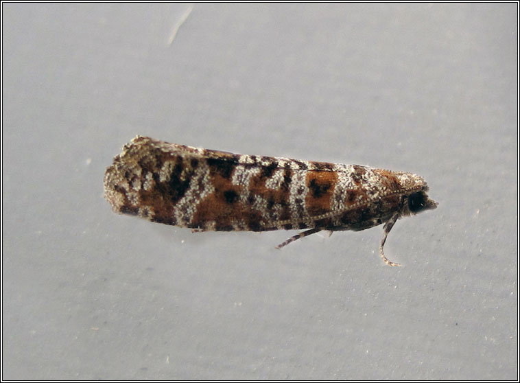 Spotted Shoot Moth, Rhyacionia pinivorana