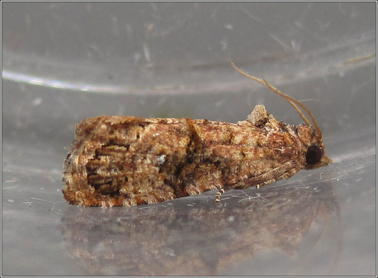 Thaumatotibia leucotreta, False Codling Moth