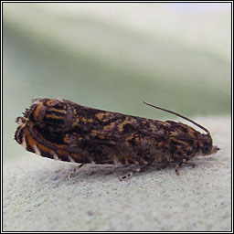 Cherry Bark Tortrix, Enarmonia formosana