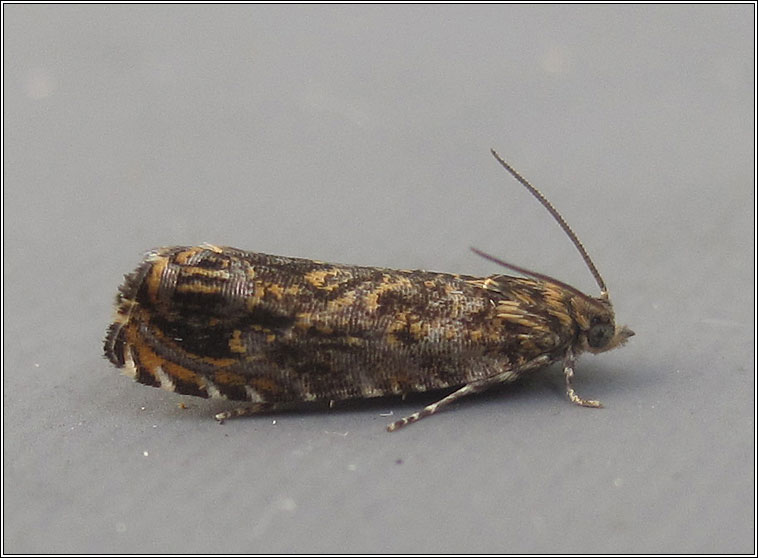 Cherry Bark Tortrix, Enarmonia formosana