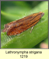 Lathronympha strigana