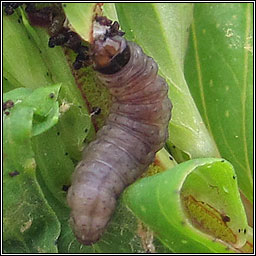 Lathronympha strigana