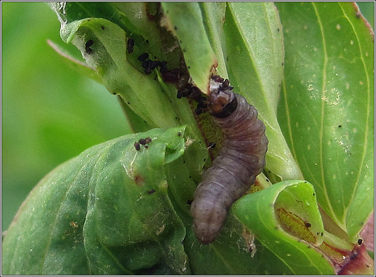 Lathronympha strigana