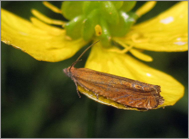 Lathronympha strigana