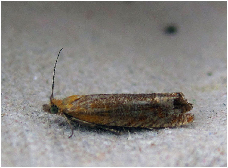 Lathronympha strigana