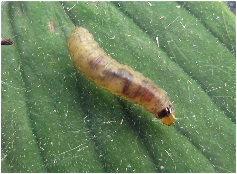 Lathronympha strigana