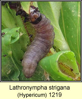 Lathronympha strigana