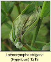 Lathronympha strigana