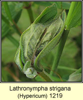 Lathronympha strigana