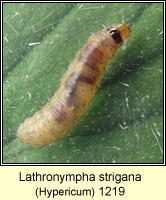 Lathronympha strigana