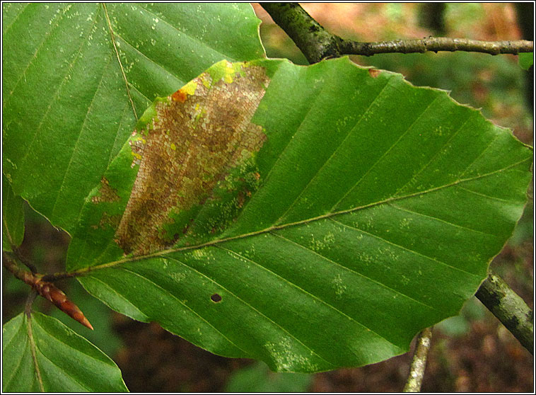 Strophedra weirana