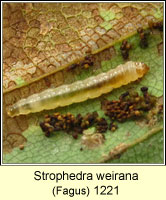 Strophedra weirana