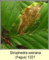 Strophedra weirana