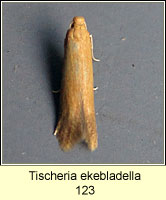 Tischeria ekebladella