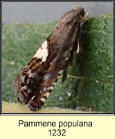 Pammene populana