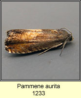 Pammene aurita