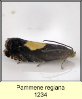 Pammene regiana