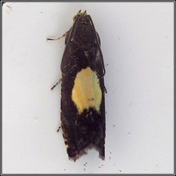 Pammene regiana