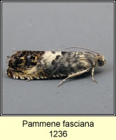 Pammene fasciana