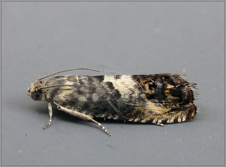 Pammene fasciana