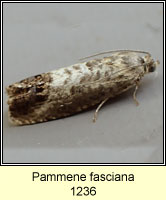 Pammene fasciana