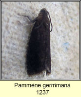 Pammene germmana